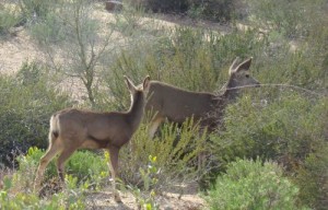 Deer are Common in Desert Mountain Scottsdale Deer in Desert Mountain