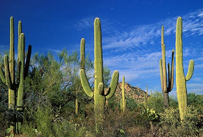 Primavera en Saguaro National Park (Tucson, Arizona) - Desiertos/Cactus Costa Oeste USA: Mojave-Joshua Tree-Saguaro
