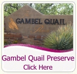 Gambel Quail Preserve Homes For Sale in Desert Mountain Scottsdale AZ Gambel Quail Preserve Homes For Sale in Desert Mountain Scottsdale AZ