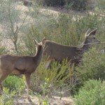Wildlife at Desert Mountain