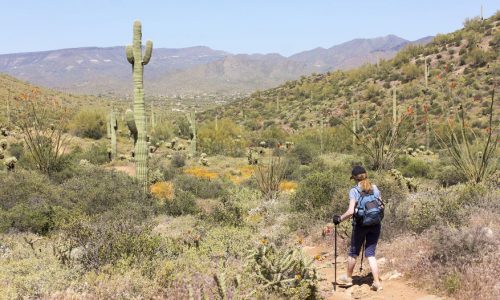 Desert Mountain's Unique Hiking Trails